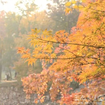 這里寫的是東北地區(qū)的紅葉，北方下霜比南方早，一般寒露的時候就開始了，所以詩中寫的是“霜葉紅干二月花”