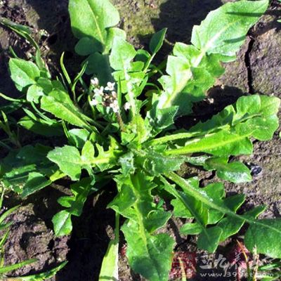 荠菜之类的野菜能够丰富餐桌，也是防病治病的草药