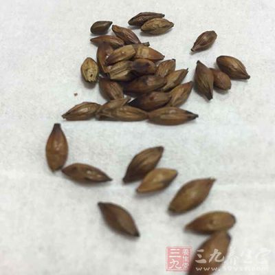 大麦茶是将大麦炒到焦黄而制成的