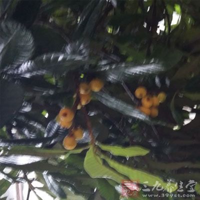 吃枇杷的注意事項(xiàng)