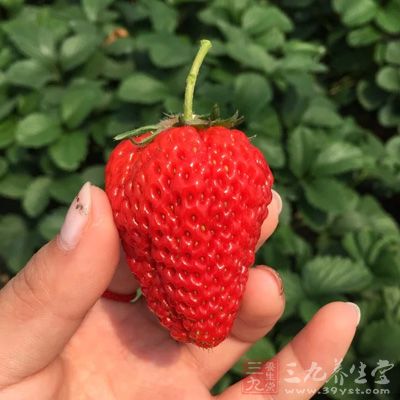草莓不仅含有丰富的维生素，而且含果胶，能润燥生津，调理胃肠