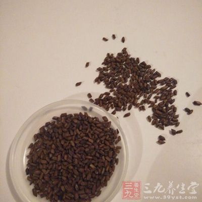 决明子茶