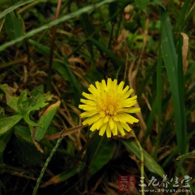 猪笼草：是典型的食虫植物