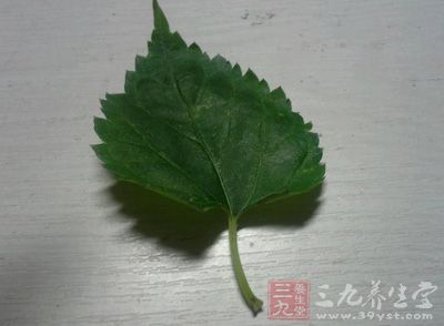 桑叶的功效 桑叶的作用及副作用