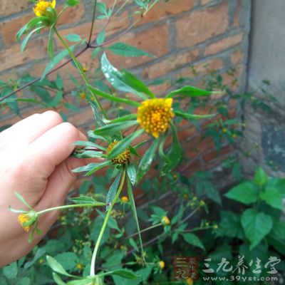 食虫草:是一种菊科草本植物 食虫草:是一种菊科草本植物