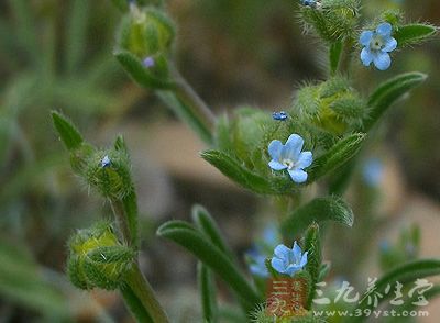 鹤虱的功效与作用 鹤虱可以治疗什么疾病