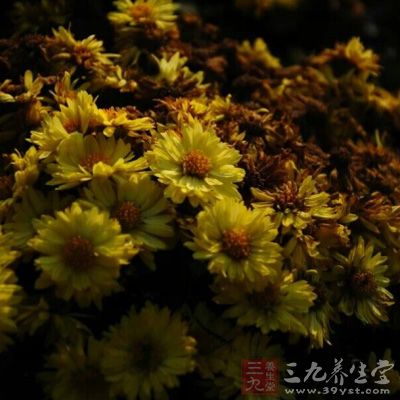 菊花对治疗眼睛疲劳、视力模糊有很好的疗效