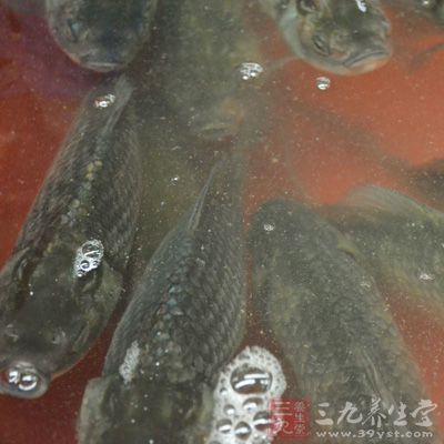 草魚(取上半部分，肉質(zhì)比較好)，蔥，姜，干辣椒2個