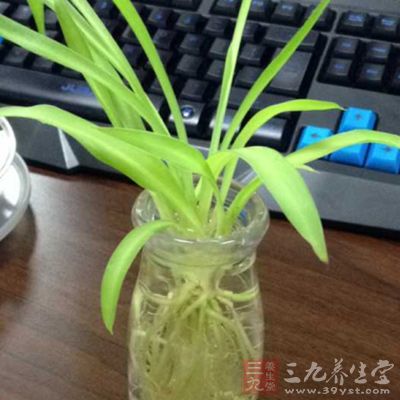 吊兰、白掌、文竹、绿萝等净化空气效果都不错。