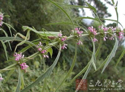 益母草有利尿消腫、收縮子宮作用的作用