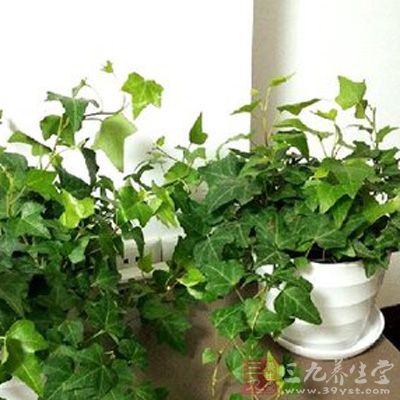 常春藤是目前吸收甲醛有效的室內(nèi)植物