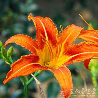 治疗食物:黄花菜 治疗食物:黄花菜