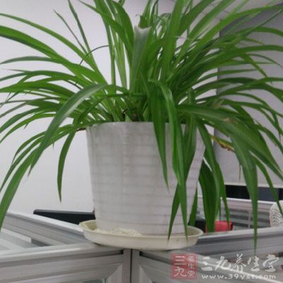 仙人掌、人参树等减少辐射的绿色植物