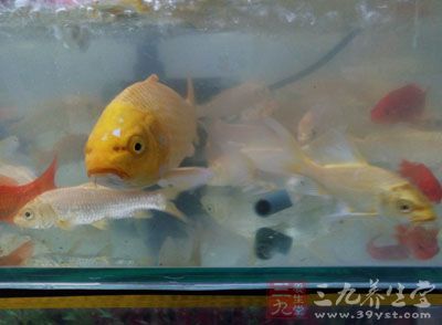 风水鱼缸很重要 风水鱼缸很重要