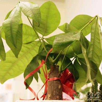 圆形叶大肥厚的植物 圆形叶大肥厚的植物