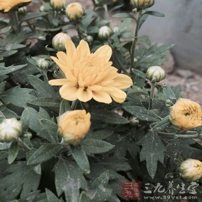 菊花对治疗眼睛疲劳、视力模糊有很好的疗效