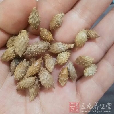 苍耳子对心脏有抑制作用，能使心率减慢、收缩力减弱