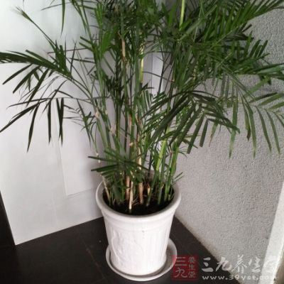 室内放置绿色植物，有利于缓解有害气体的污染