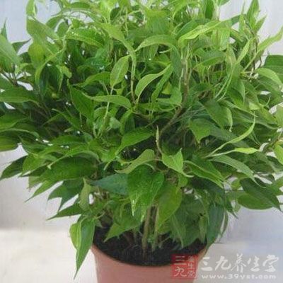 此類植物表現(xiàn)出許多優(yōu)良的特性。