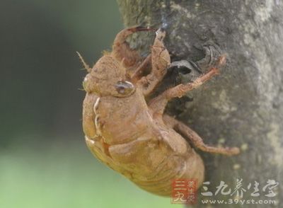 蝉蜕的功效与作用及食用方法