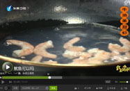 20151014东南卫视食来运转：牛油虾的做法