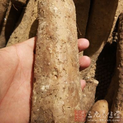 山药还可以增强免疫力