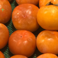 柿子叶的功效与作用 柿子叶白糖粥怎么做