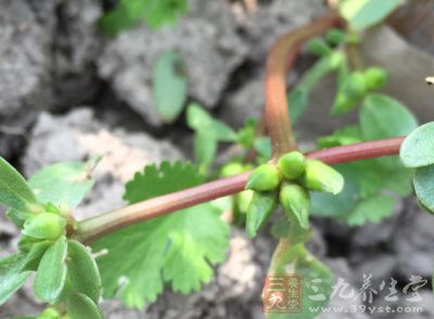 馬齒莧含 有豐富的L-去甲腎上腺素、多 巴胺和多巴等活性物質(zhì)