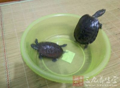 将乌龟头 放在瓦片上，用文火培干