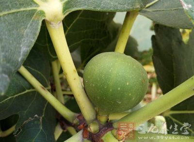 柞树皮50克，无花果7枚，装入暖瓶中