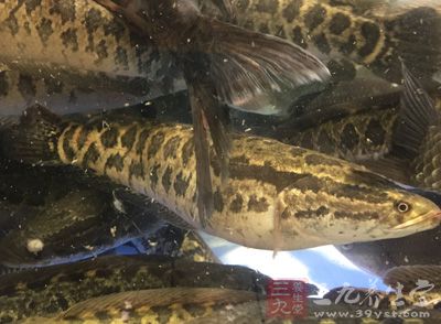 用黑鱼的鱼头放在瓦片上烤焦,碾成粉末 用黑鱼的鱼头放在瓦片上烤焦,碾成粉末