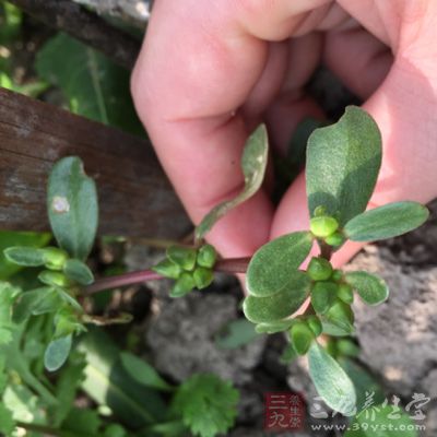 馬齒莧對痢疾桿菌、大腸桿菌、金黃色葡萄球菌等多種細(xì)菌都有強(qiáng)效抑制作用