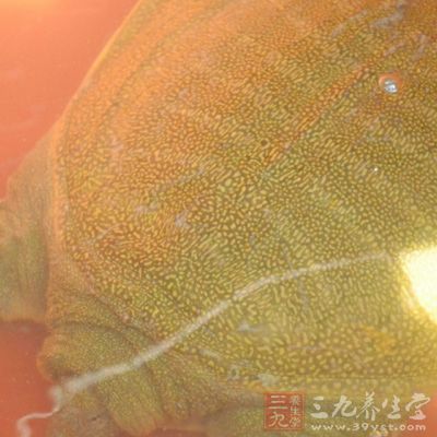 這樣甲魚(yú)便處于“冬眠”狀態(tài)。何時(shí)需要食用