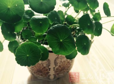 金钱草90克，川郁金60克，粉干草15克