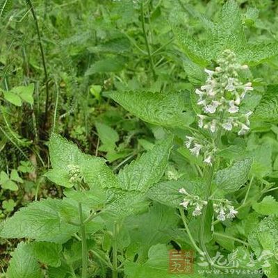 荆芥生姜粥中起主要作用的是荆芥