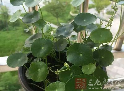 金钱草9克,栀子6克,大黄6克,焦山楂9克 金钱草9克,栀子6克,大黄6克,焦山楂9克