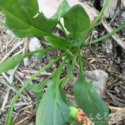 菠菜葉中含有鉻和一種類胰島素樣物質(zhì)