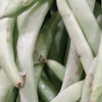 扁豆的功效与作用 它能提高食欲吗