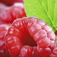 产妇能吃覆盆子吗 有哪些值得注意的