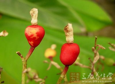 多年生草本，高1-2m，葉2列，狹長(zhǎng)橢圓形， 長(zhǎng)30-60cm，寬8一14cm