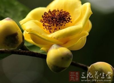 小果金花茶是一種常綠灌木，高2-3m。葉互生