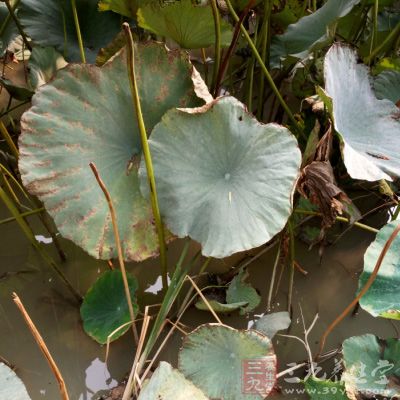 荷叶茶中的芳香族化合物能有效溶解脂肪