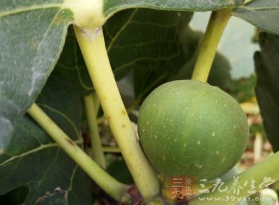 无花果中含有非常丰富的柠檬酸、脂肪酶