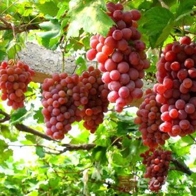 新鲜葡萄250克，去皮、核捣烂后，加适量温开水饮服，每日一至两次，连服两周，可治前列腺炎和小便短赤涩痛