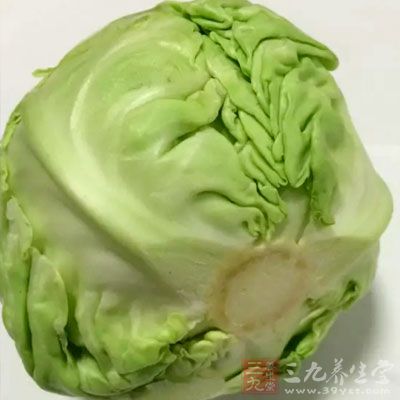 保持活力食物：圓白菜