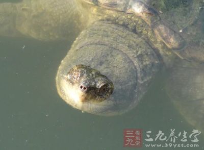 将乌龟头 放在瓦片上，用文火培干