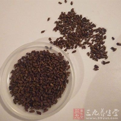 決明子茶具有清熱平肝降脂降壓明目益睛之功效