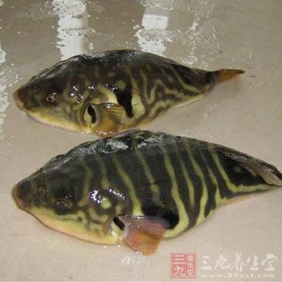 吃富含蛋白质的食物,减轻肝脏负担 吃富含蛋白质的食物,减轻肝脏负担