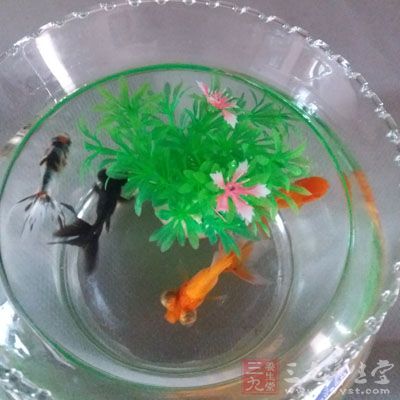 但是小魚缸也有大智慧