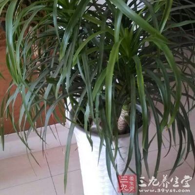 將植物放置在缺乏足夠能量的地區(qū)